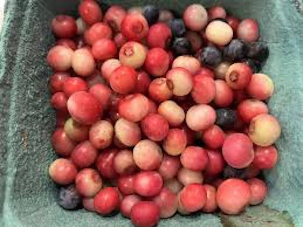 Pink Lemonade Blueberry Live Plant - Edible Fruit, Rabbiteye Shrub - Image 5