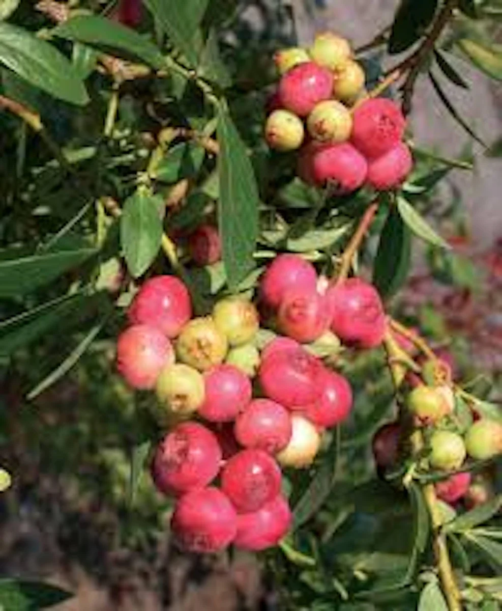 Pink Lemonade Blueberry Live Plant - Edible Fruit, Rabbiteye Shrub - Image 6