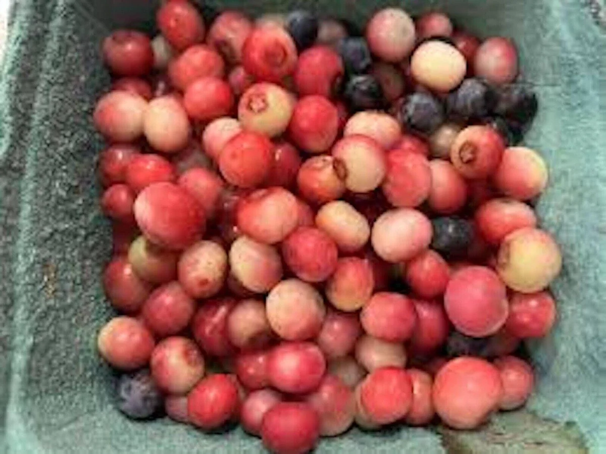 Pink Lemonade Blueberry Live Plant - Edible Fruit, Rabbiteye Shrub - Image 9