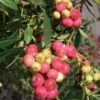 Pink Lemonade Blueberry Live Plant – Rabbiteye Edible Fruit Bush – Zones 4-9 - Image 1