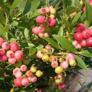 Pink Lemonade Blueberry Live Plant – Rabbiteye Edible Fruit Bush – Zones 4-9 - Image 7