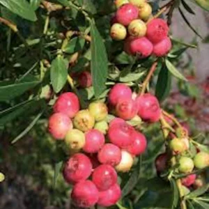 Pink Lemonade Blueberry Live Plant - Rabbiteye Vaccinium Shrub - Edible Fruit Bush - Image 6