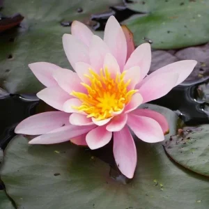 Pink Lotus Water Lily Aquatic Plant Seeds - Easy Grow for Ponds & Aquariums - Image 1