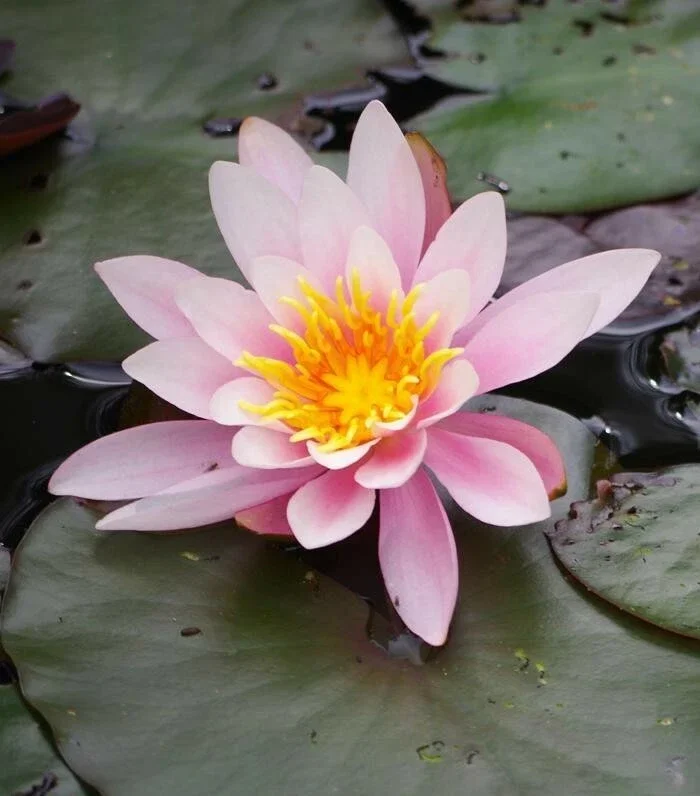 Pink Lotus Water Lily Aquatic Plant Seeds - Easy Grow for Ponds & Aquariums - Image 1