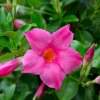 Pink Mandevilla Starter Plants - Set of 2 Tropical Vines, 4-6" Tall, Live Plant - Image 1