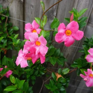 Pink Mandevilla Starter Plants - Set of 2 Tropical Vines, 4-6