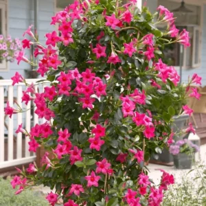Pink Mandevilla Starter Plants - Set of 2 Tropical Vines, 4-6