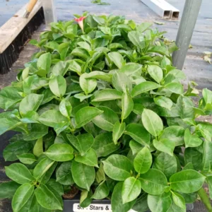 Pink Mandevilla Starter Plants - Set of 2 Tropical Vines, 4-6