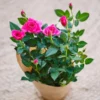 Pink Mini Rose Live Plant – 6-inch Height – 3-inch Pot – Indoor/Outdoor - Image 6