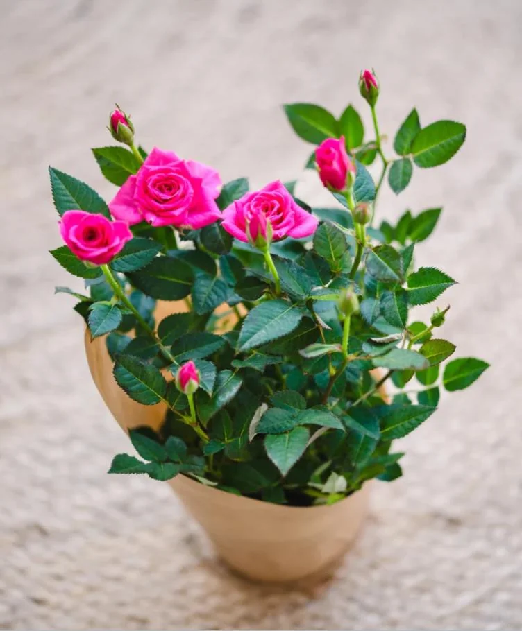 Pink Mini Rose Live Plant – 6-inch Height – 3-inch Pot – Indoor/Outdoor - Image 6