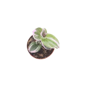 Pink Nanouk Wandering Jew Live Plant - 2 inch Pot - Indoor Houseplant - Image 2
