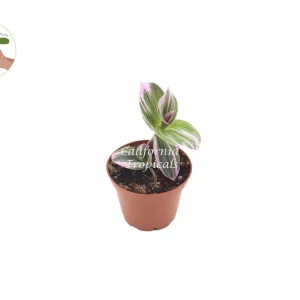 Pink Nanouk Wandering Jew Live Plant - 2 inch Pot - Indoor Houseplant - Image 1