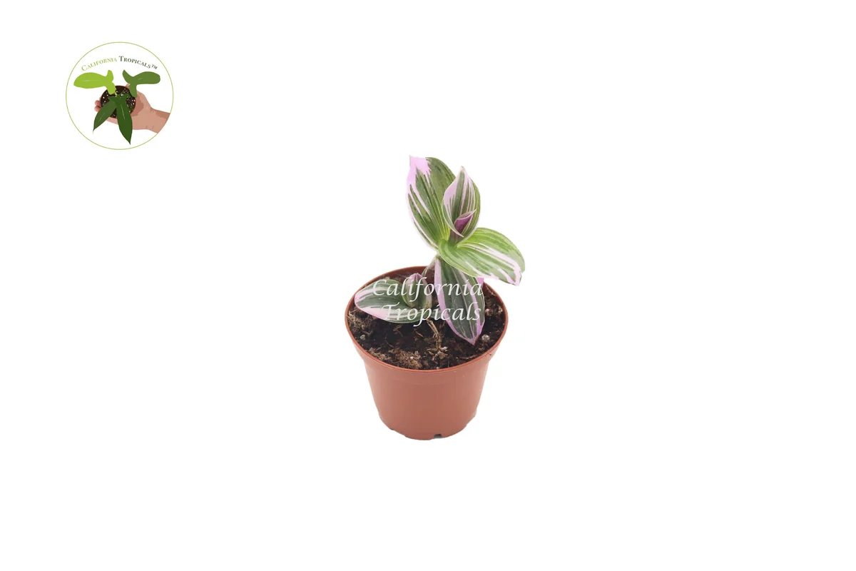 Pink Nanouk Wandering Jew Live Plant - 2 inch Pot - Indoor Houseplant - Image 1