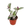 Pink Nanouk Wandering Jew Live Plant - Rare Tradescantia - 4 inch Pot - Indoor - Image 1