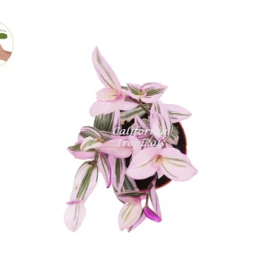 Pink Nanouk Wandering Jew Live Plant - Tradescantia Houseplant 6 inch Pot - Image 2