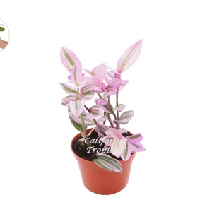 Pink Nanouk Wandering Jew Live Plant - Tradescantia Houseplant 6 inch Pot - Image 1