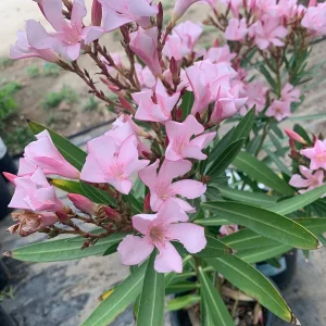Pink Oleander Live Plant – Petite Variety – 1 Gallon Pot – Outdoor Shrub - Image 1