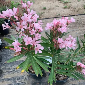Pink Oleander Live Plant – Petite Variety – 1 Gallon Pot – Outdoor Shrub - Image 3