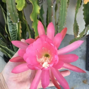 Pink Orchid Cactus Live Plant – 8-inch Height, 4-inch Pot – Indoor/Outdoor - Image 2