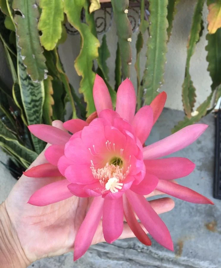 Pink Orchid Cactus Live Plant – 8-inch Height, 4-inch Pot – Indoor/Outdoor - Image 2