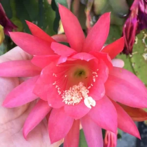 Pink Orchid Cactus Live Plant – 8-inch Height, 4-inch Pot – Indoor/Outdoor - Image 3