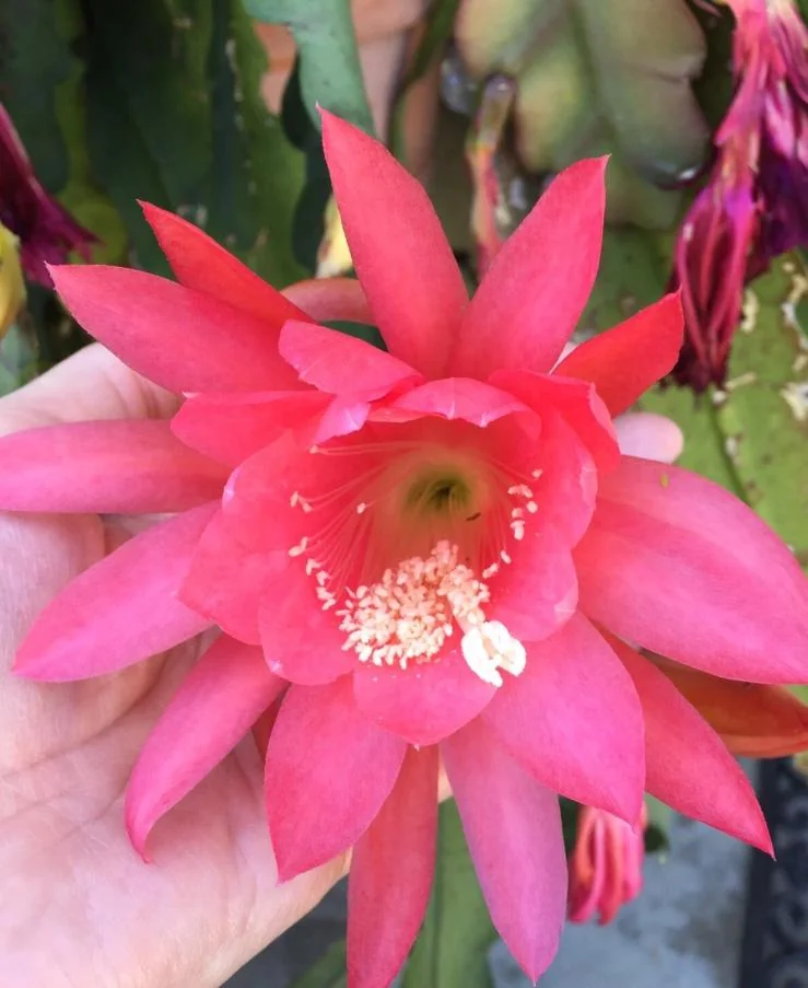 Pink Orchid Cactus Live Plant – 8-inch Height, 4-inch Pot – Indoor/Outdoor - Image 3