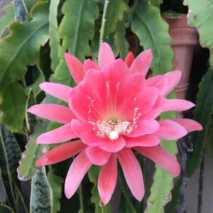 Pink Orchid Cactus Live Plant – 8-inch Height, 4-inch Pot – Indoor/Outdoor - Image 1