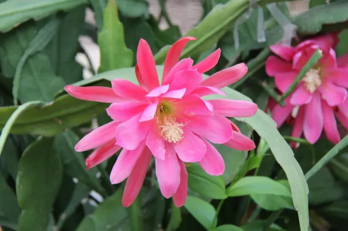 Pink Orchid Cactus Live Plant – 8-inch Height, 4-inch Pot – Indoor/Outdoor - Image 5