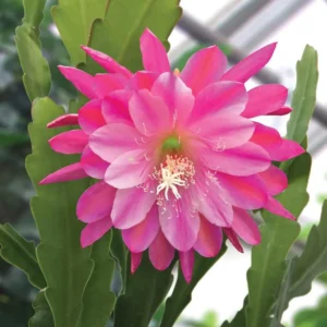Pink Orchid Cactus Live Plant – 8-inch Height, 4-inch Pot – Indoor/Outdoor - Image 6