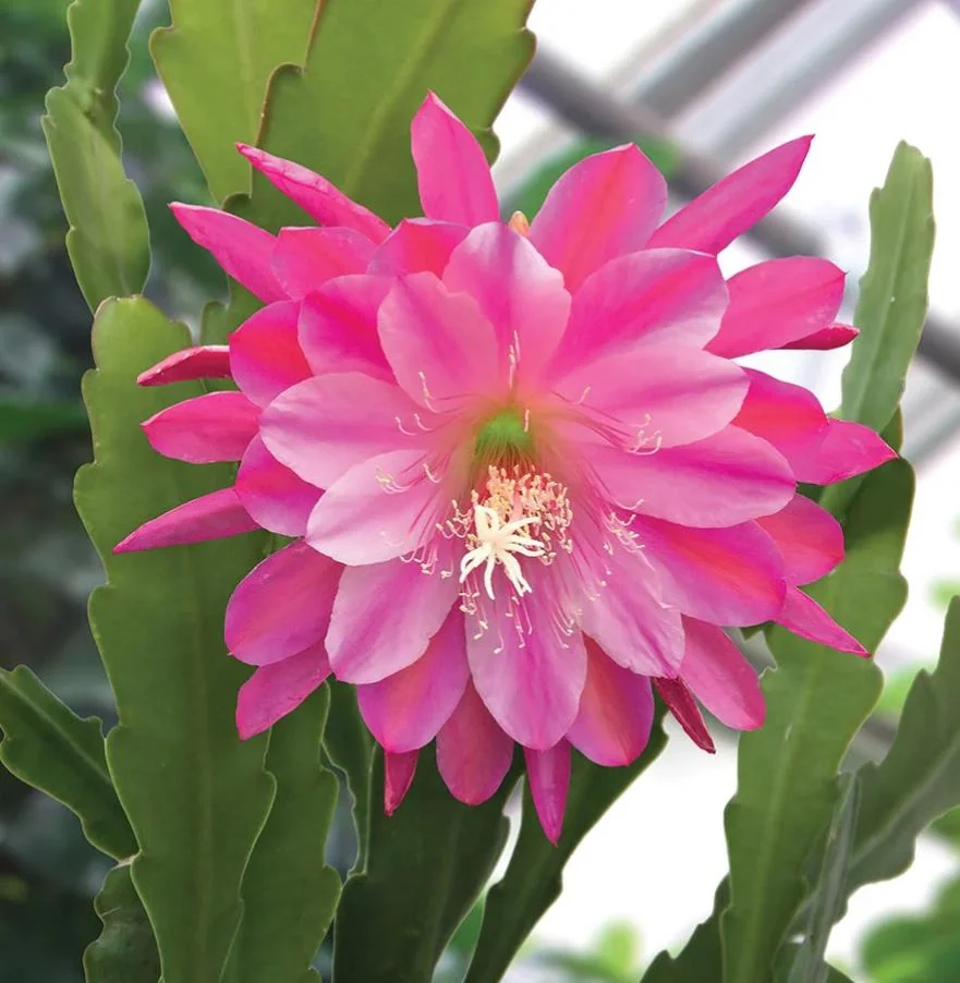 Pink Orchid Cactus Live Plant – 8-inch Height, 4-inch Pot – Indoor/Outdoor - Image 6