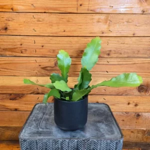 Pink Orchid Cactus Live Plant – 8-inch Height, 4-inch Pot – Indoor/Outdoor - Image 7