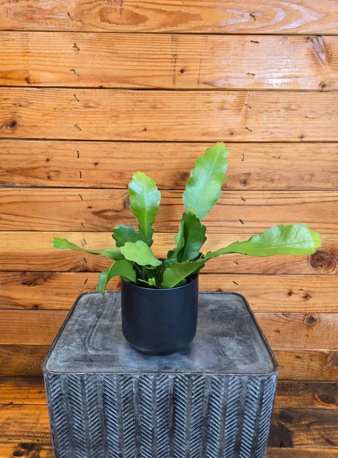 Pink Orchid Cactus Live Plant – 8-inch Height, 4-inch Pot – Indoor/Outdoor - Image 7