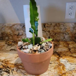 Pink Orchid Cactus Live Plant – 8-inch Height, 4-inch Pot – Indoor/Outdoor - Image 8