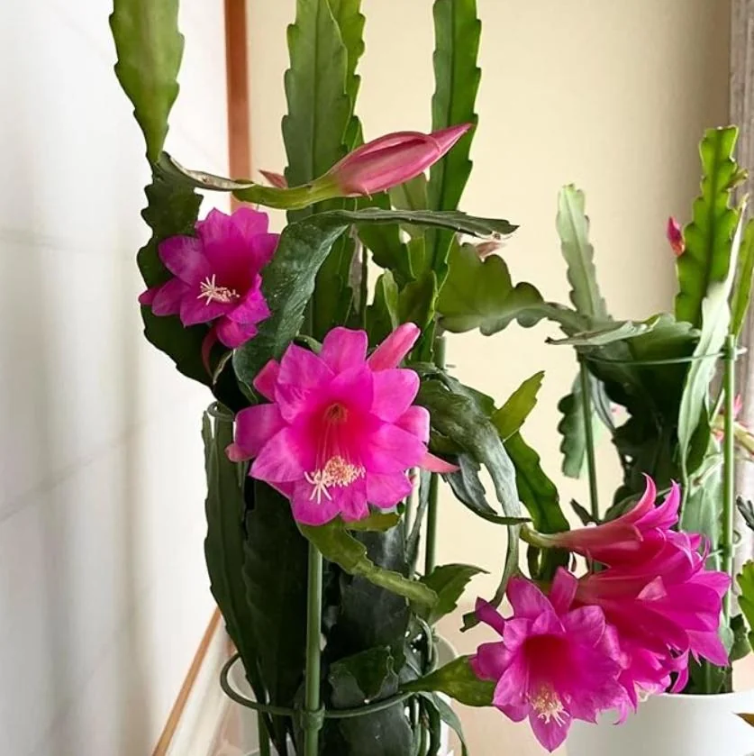 Pink Orchid Cactus Live Plant – 8-inch Height, 4-inch Pot – Indoor/Outdoor - Image 9