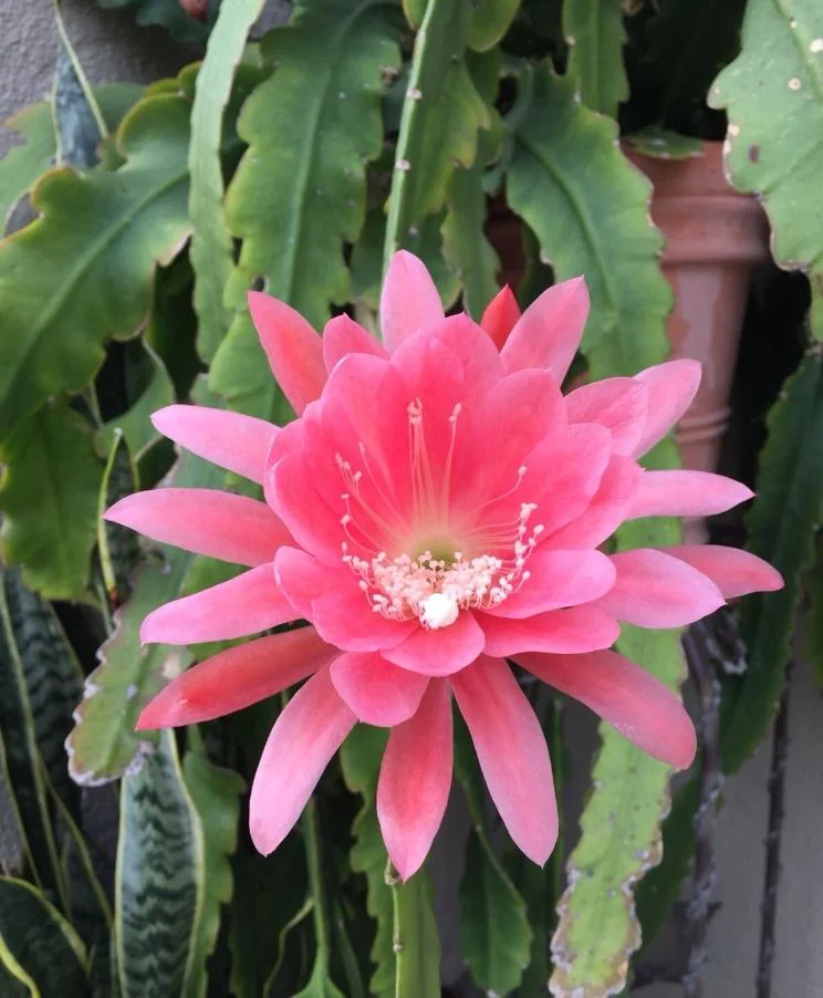 Pink Orchid Cactus Live Plant – 8-inch Height, 4-inch Pot – Indoor/Outdoor - Image 1