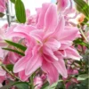 Pink Oriental Elegance Double Lily Bulbs - 3 Large Flower Bulbs for Garden Planting - Image 1