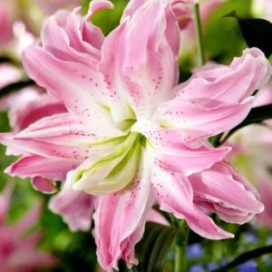 Pink Oriental Elegance Double Lily Bulbs - 3 Large Flower Bulbs for Garden Planting - Image 3