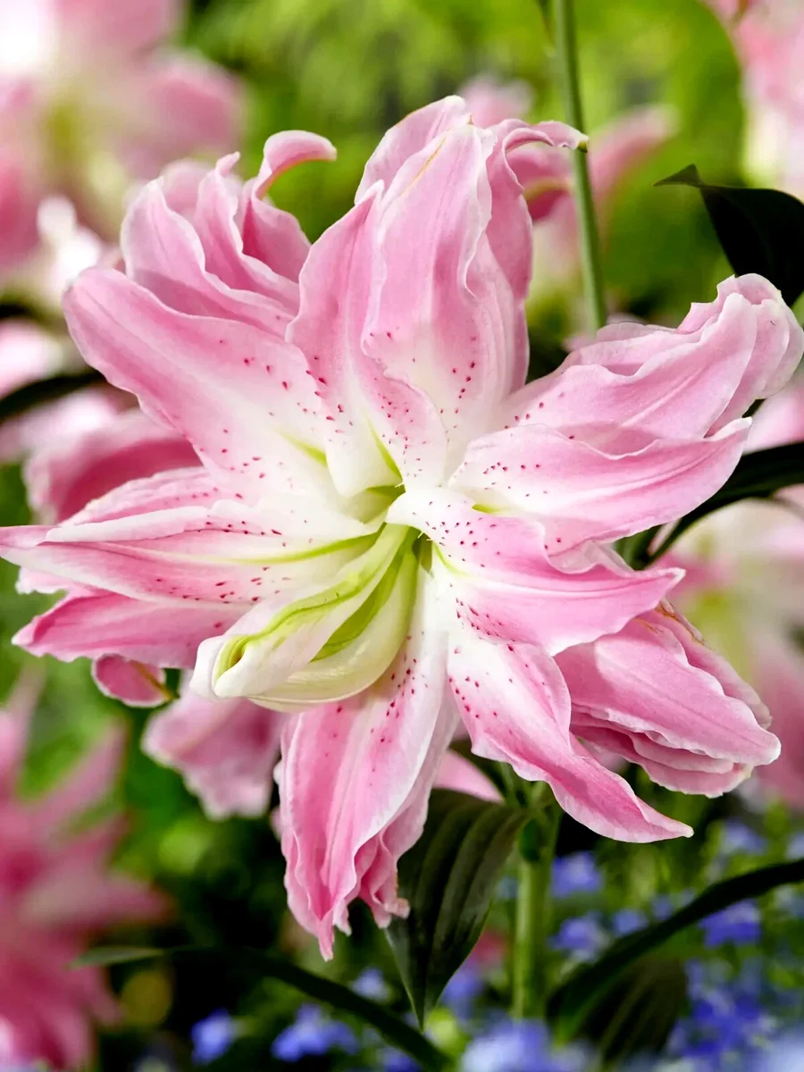 Pink Oriental Elegance Double Lily Bulbs - 3 Large Flower Bulbs for Garden Planting - Image 3
