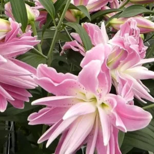 Pink Oriental Elegance Double Lily Bulbs - 3 Large Flower Bulbs for Garden Planting - Image 4