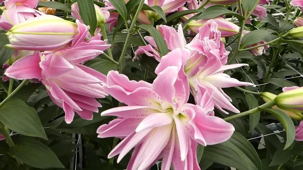 Pink Oriental Elegance Double Lily Bulbs - 3 Large Flower Bulbs for Garden Planting - Image 4