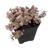 Pink Panther Callisia Repens Live Plant – 2.5 inch Pot – Indoor Trailing Houseplant - Image 1