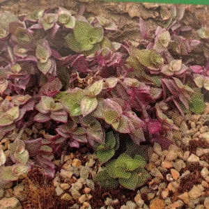 Pink Panther Callisia Repens Live Plant – 2.5 inch Pot – Indoor Trailing Houseplant - Image 3