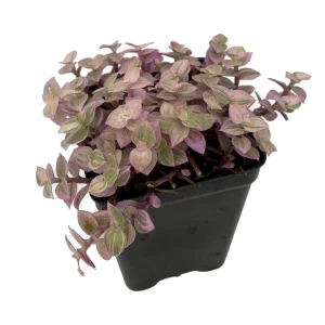 Pink Panther Callisia Repens Live Plant – 2.5 inch Pot – Indoor Trailing Houseplant - Image 1