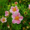 Pink Paradise Potentilla Live Plant - Bush Cinquefoil - 4 inch Pot - Outdoor Shrub - Image 1