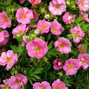 Pink Paradise Potentilla Live Plant - Bush Cinquefoil - 4 inch Pot - Outdoor Shrub - Image 2