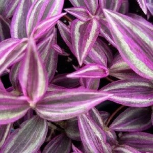 Pink Paradise Tradescantia Live Plant – 2.5 inch Pot – Indoor Houseplant - Image 4