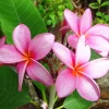 Pink Plumeria Live Plant - Fragrant Tropical Flower - Various Sizes Available - Indoor/Outdoor - Image 1
