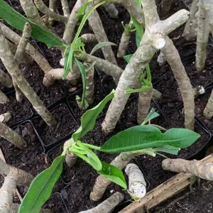 Pink Plumeria Live Plant - Fragrant Tropical Flower - Various Sizes Available - Indoor/Outdoor - Image 2