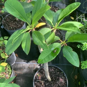 Pink Plumeria Live Plant – Fragrant Tropical Flower – Various Sizes - Image 3