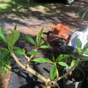 Pink Plumeria Live Plant - Fragrant Tropical Flower - Various Sizes Available - Indoor/Outdoor - Image 4
